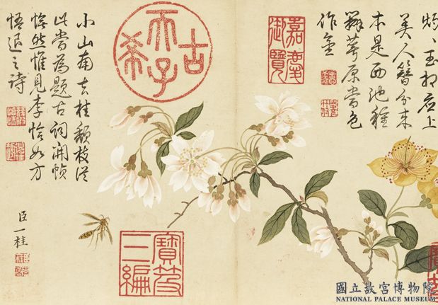 清鄒一桂畫花卉　冊　李花金絲桃